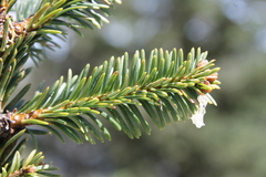 Abies vejarii