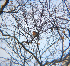 Erithacus rubecula
