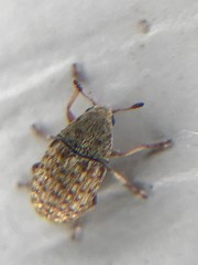 Trigonorhinus limbatus