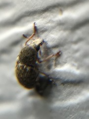 Trigonorhinus limbatus