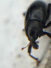 Tyloderma baridium
