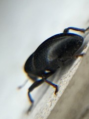 Tyloderma baridium