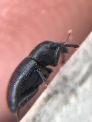 Tyloderma baridium
