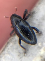 Tyloderma baridium