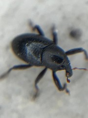 Tyloderma baridium