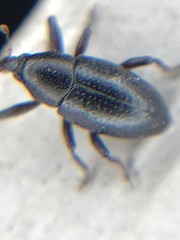 Tyloderma baridium