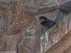 Ptyonoprogne concolor