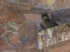 Ptyonoprogne concolor