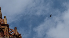 Ptyonoprogne concolor