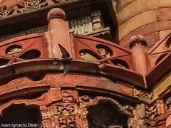 Ptyonoprogne concolor