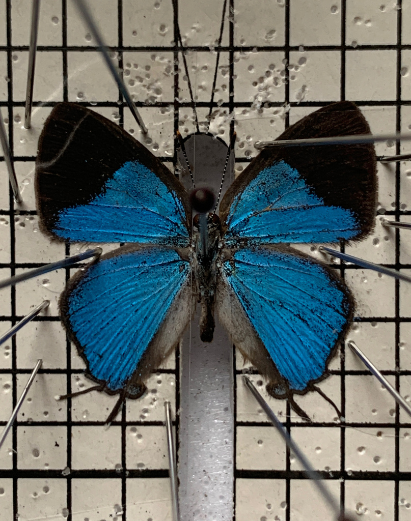 Azure Royal (Britomartis cleoboides)
