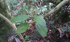 Miconia oligotricha