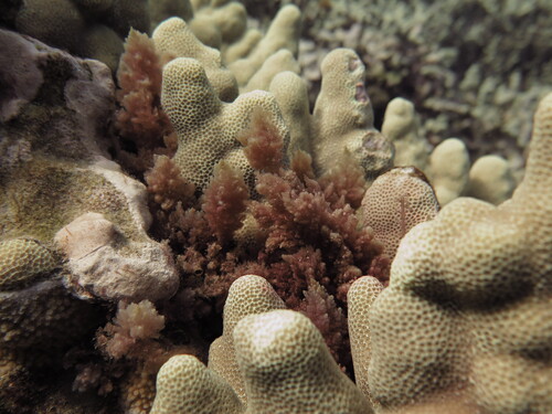 Asparagopsis taxiformis observed 2025-07-29