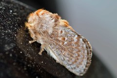 Pseudanapaea denotata