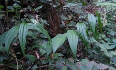 Maianthemum paniculatum