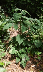 Physalis