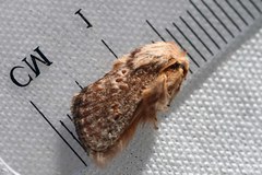 Pseudanapaea denotata