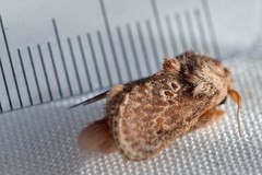 Pseudanapaea denotata