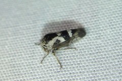 Ophiderma