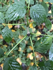 Fraxinus excelsior