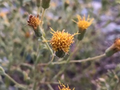 Heterotheca oregona