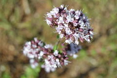 Origanum vulgare