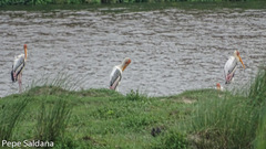 Mycteria leucocephala