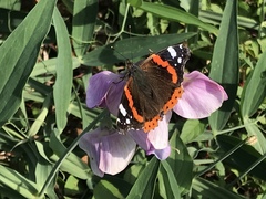 Vanessa atalanta