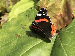 Vanessa atalanta