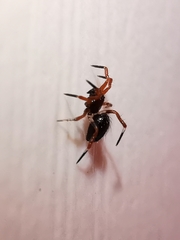 Euryopis episinoides