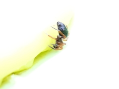 Euryopis episinoides