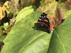 Vanessa atalanta