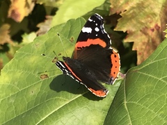Vanessa atalanta