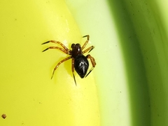 Euryopis episinoides