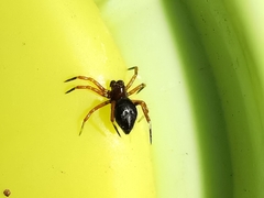 Euryopis episinoides