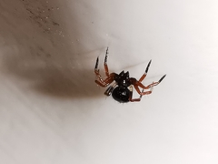 Euryopis episinoides