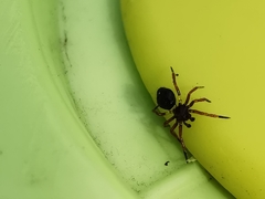 Euryopis episinoides