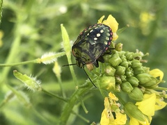 Nezara viridula