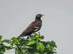 Acridotheres tristis