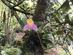 Masdevallia caudata