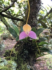 Masdevallia caudata