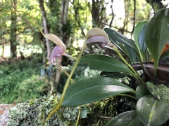 Masdevallia caudata