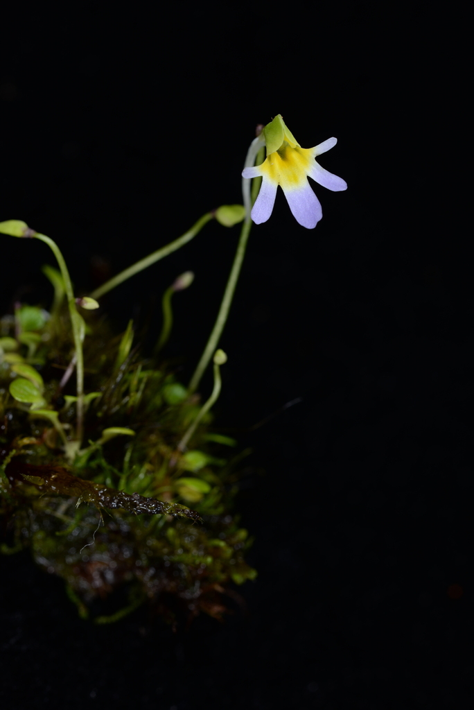 Utricularia spinomarginata Suksathan & J.Parn. 3