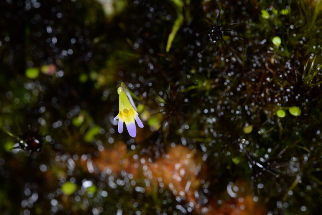 Utricularia spinomarginata Suksathan & J.Parn. 2