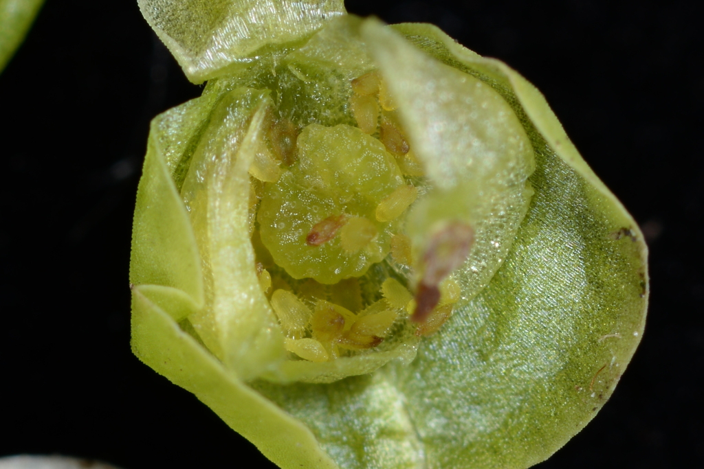 Utricularia spinomarginata Suksathan & J.Parn. 4
