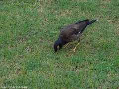 Acridotheres tristis