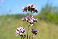 Origanum vulgare