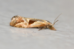 Eugnosta bimaculana