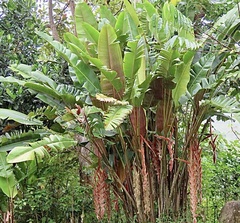 Heliconia vellerigera, photograph author not stated, no rights reserved