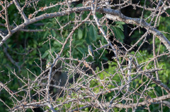 Pogoniulus pusillus